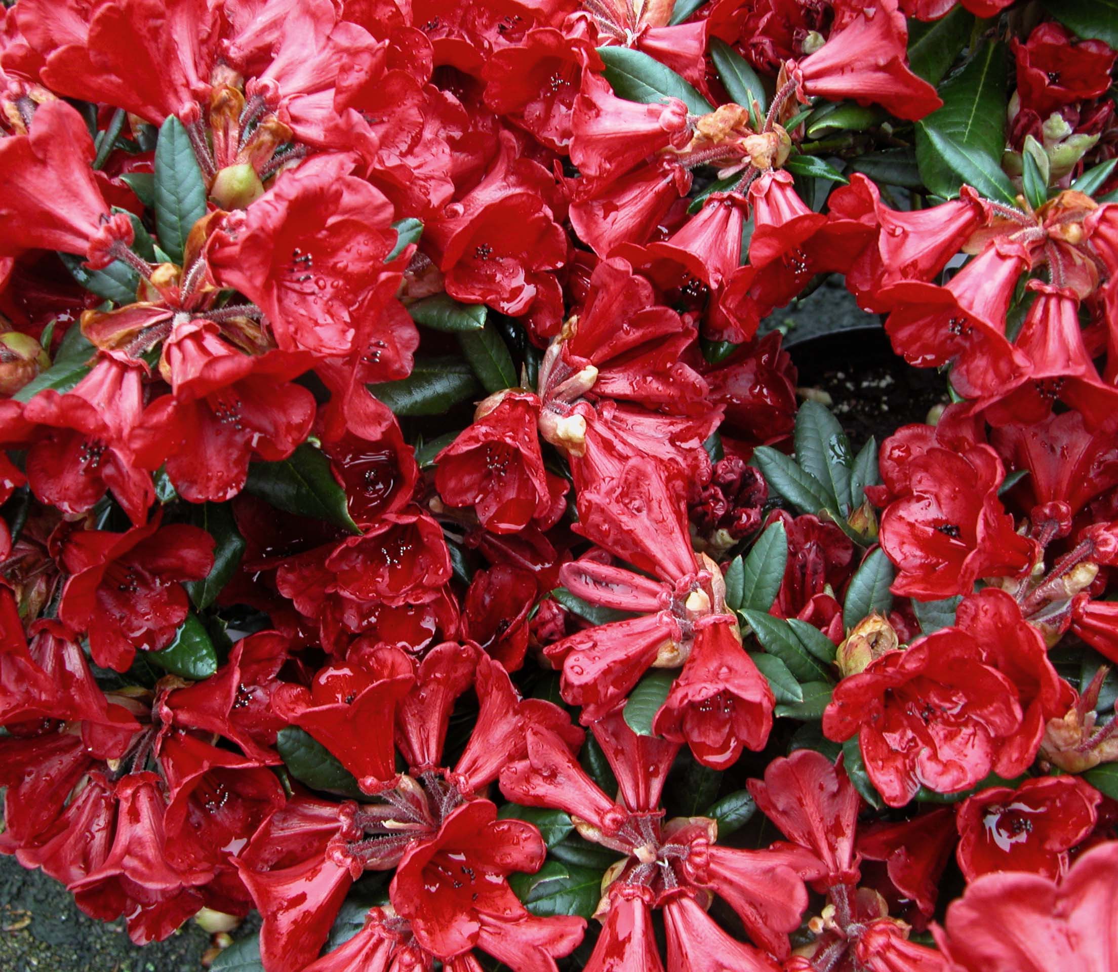 RUBY HART (REP) Rhododendron Rhododendron medium growing hybrids